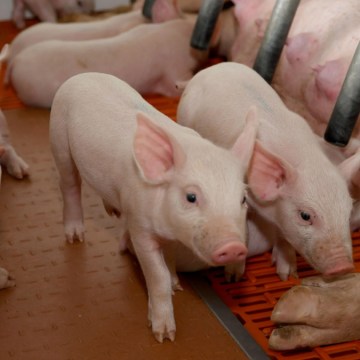 ¿Cómo reducir los costos en la producción de cerdos?