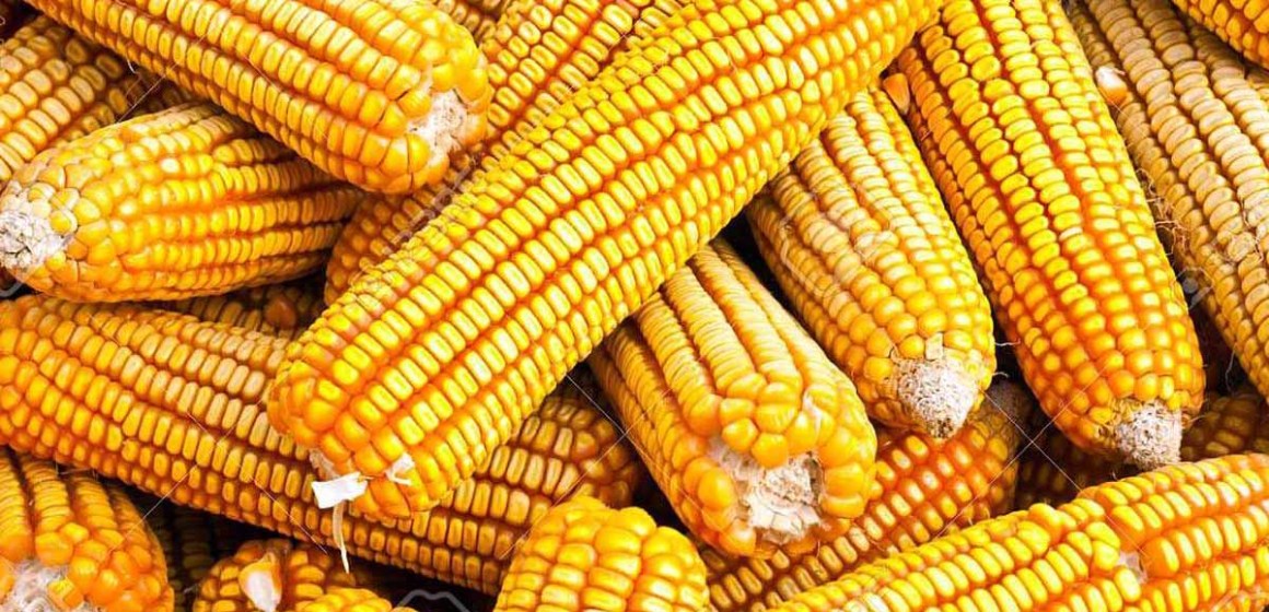 Flete marítimo del maíz amarillo duro subió hasta 75%
