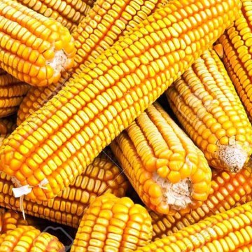 Flete marítimo del maíz amarillo duro subió hasta en 75%