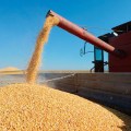 Lanzan campaña agrícola argentina 2022/23: primeras estimaciones para los granos