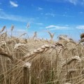 Más de 500 mil hectáreas de trigo estarían perdidas en Argentina