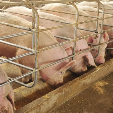 FAO: pese a fuertes desafíos producción mundial de carne crecerá más de 1% este año