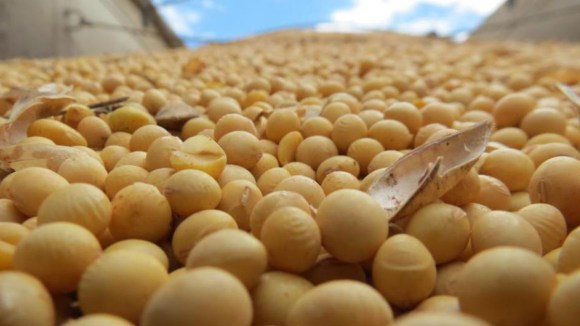 Ante rebrote Covid-19 en China, la soja pierde hasta US$ 5 por tonelada
