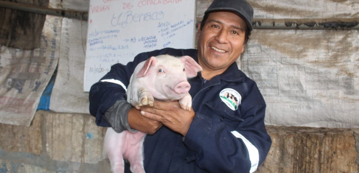 Declaran 11 regiones como zona libre de Peste Porcina Clásica