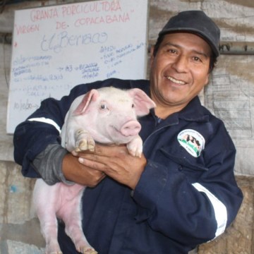 Declaran 11 regiones como zona libre de Peste Porcina Clásica