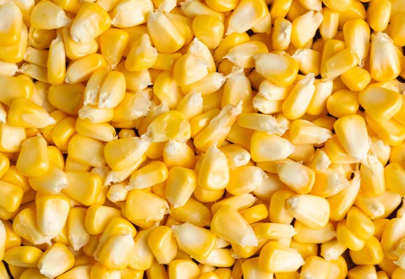 Precio de importaciones de maíz, soya y trigo subiría por paro camionero