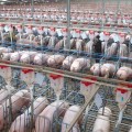 China: innovadora granja alberga a 650 mil cerdos y es la más grande del mundo