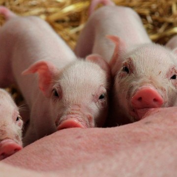 Efecto de I-Cox sobre el peso de los lechones al destete y la incidencia de coccidiosis