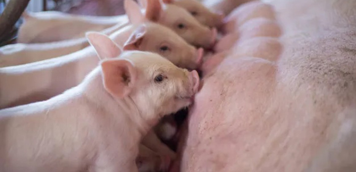 Cómo elevar la producción de nuestro negocio porcino aplicando la Guía de BPP