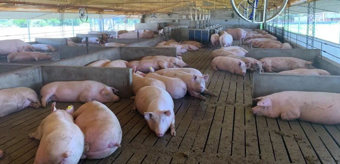 En el 2022 porcicultura argentina exportó solo el 10% de lo enviado en 2021