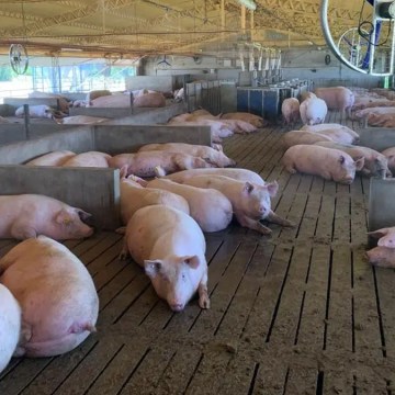 En el 2022 porcicultura argentina exportó solo el 10% de lo enviado en 2021