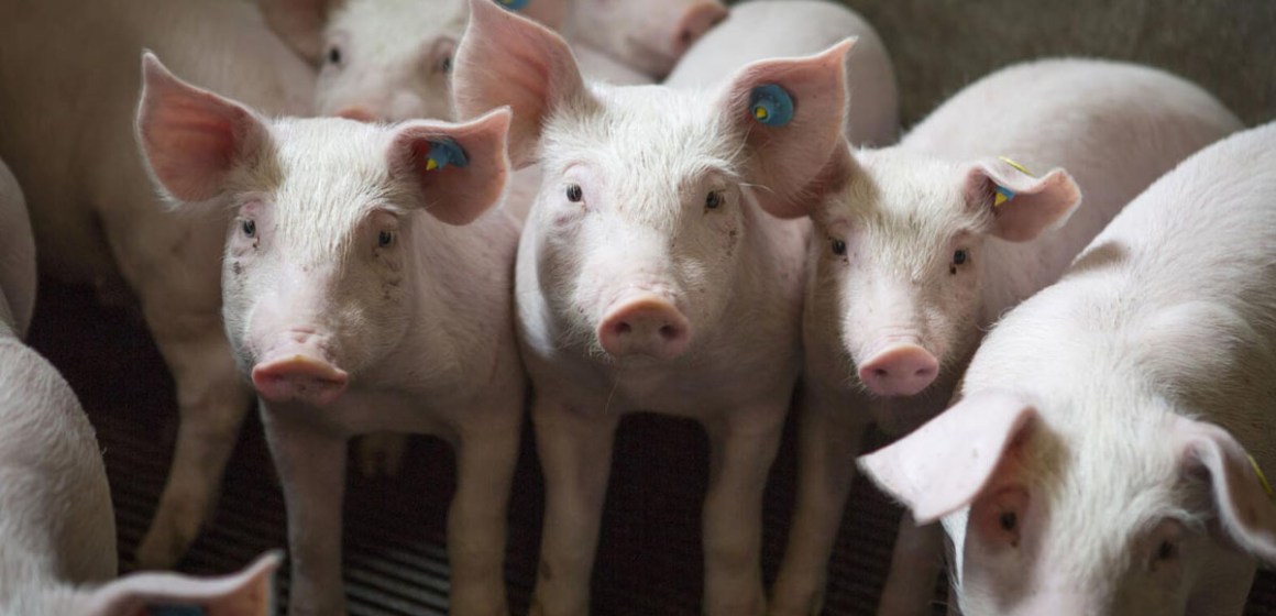 Jim Long: “Se reduce la faena porcina anual en Estados Unidos”