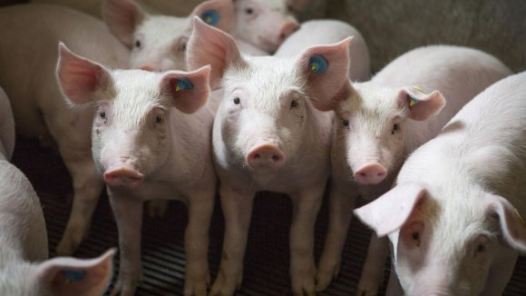 Jim Long: «Se reduce la faena porcina anual en Estados Unidos»