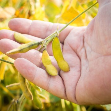 China ampliará su cosecha de granos con nuevas variedades de soya y maíz biotecnológicos
