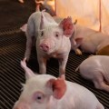 Resultados sostenibles de la nutrigenómica porcina (Parte 2)