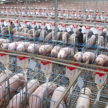 China registró su producción porcina trimestral más alta desde 2017