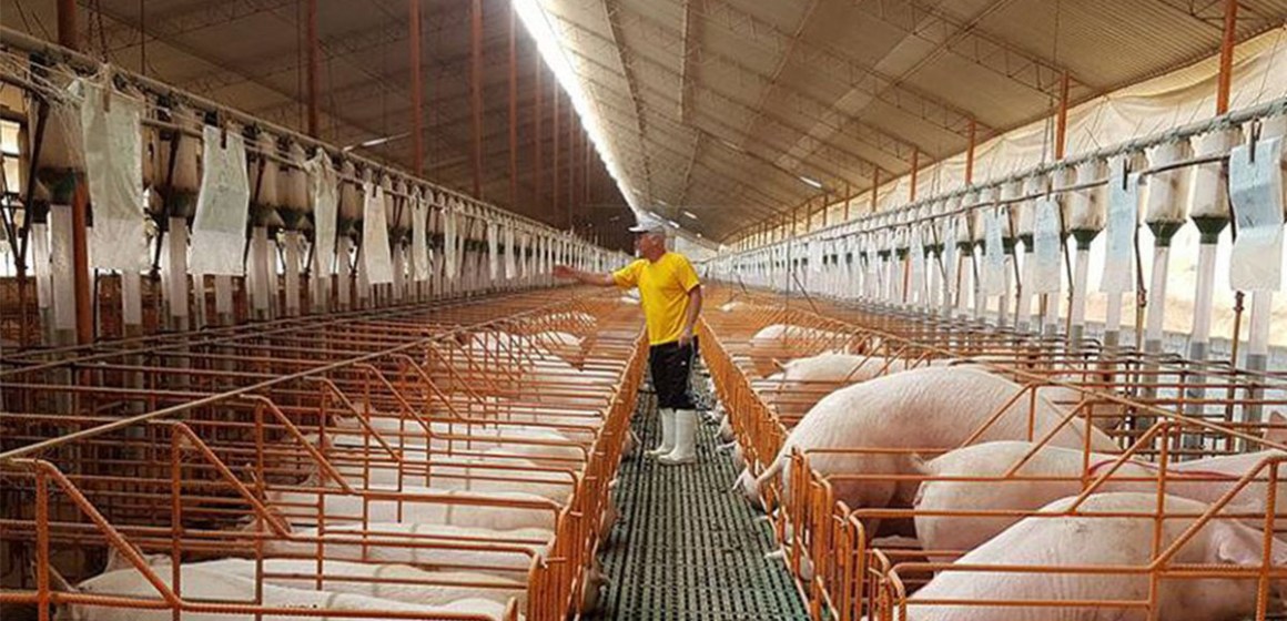 Producción nacional de carne de cerdo crecería entre 4% y 6% este año