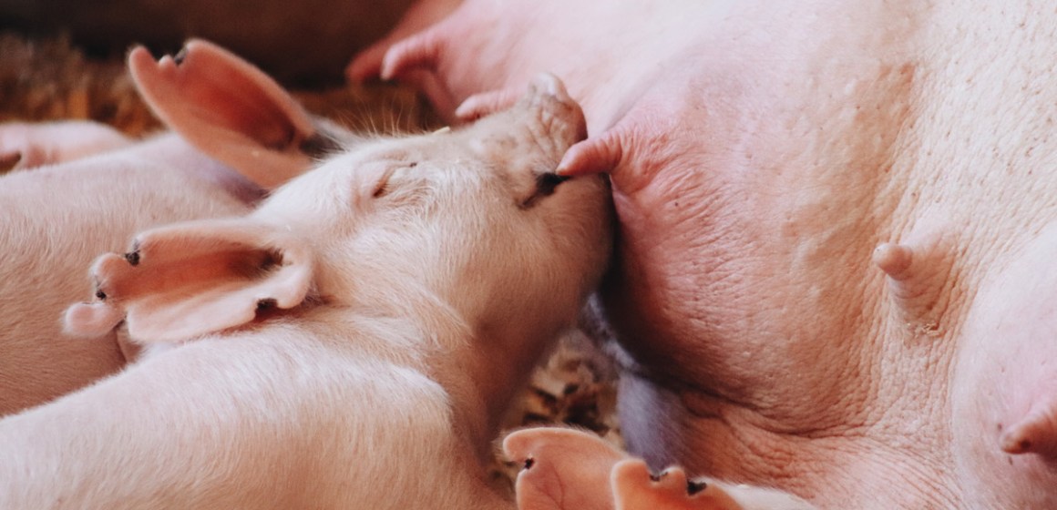 Uso de plasma frente a desafíos de PRRS y enfermedades respiratorias