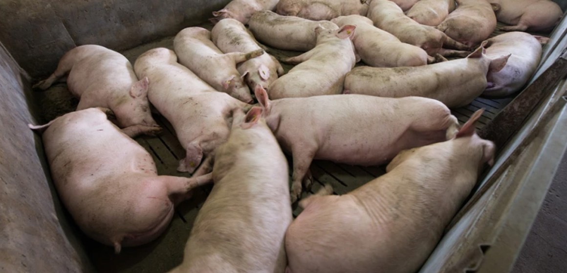 Investigadores chinos identifican nueva variante de la Peste Porcina Africana