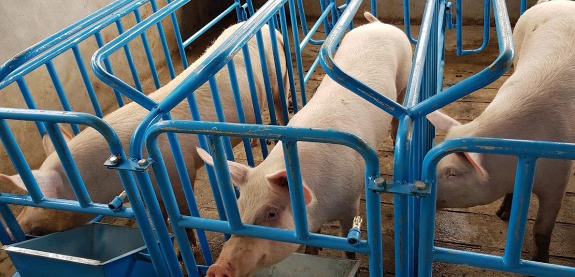 Manejo, el área que marca la diferencia en la porcicultura