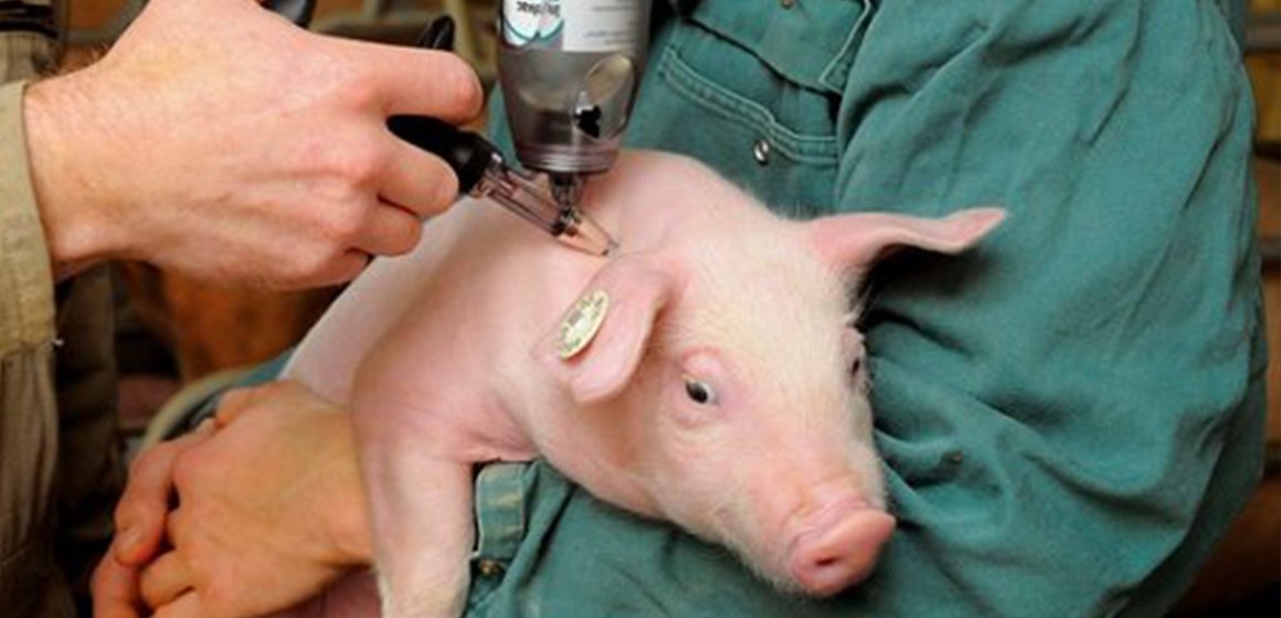 Vacunas contra la Peste Porcina Africana, casi listas para ser autorizadas en Vietnam