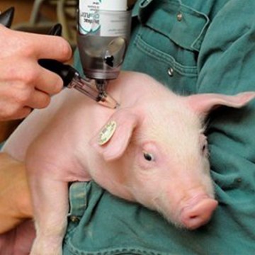 Vacunas contra la Peste Porcina Africana, casi listas para ser autorizadas en Vietnam