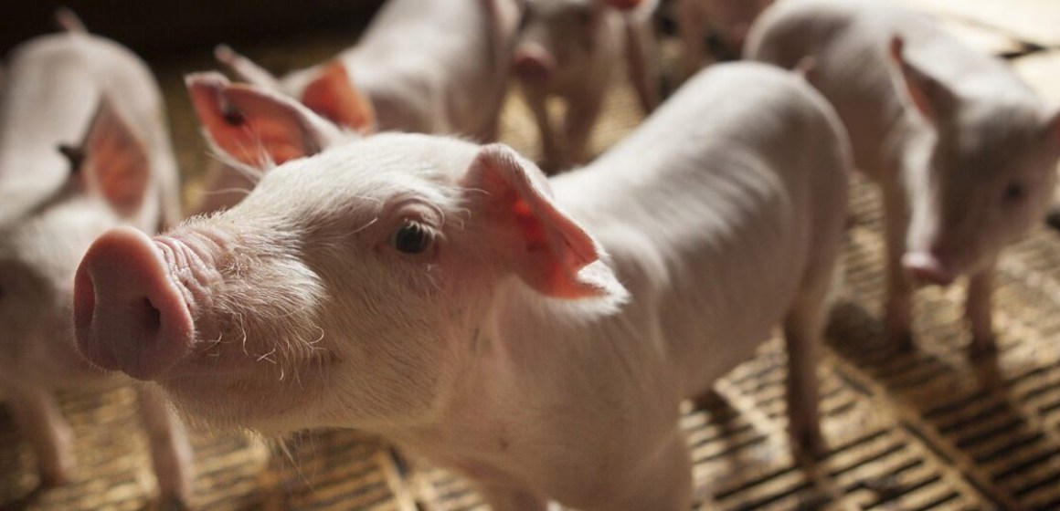 Bosnia y Herzgovinia reporta brotes diarios de Peste Porcina Africana