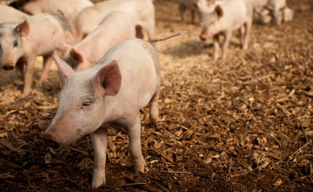 Situación inestable del cerdo afectará a China
