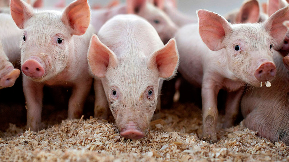 Senasa: China está interesada en importar carne de cerdo y equina del Perú