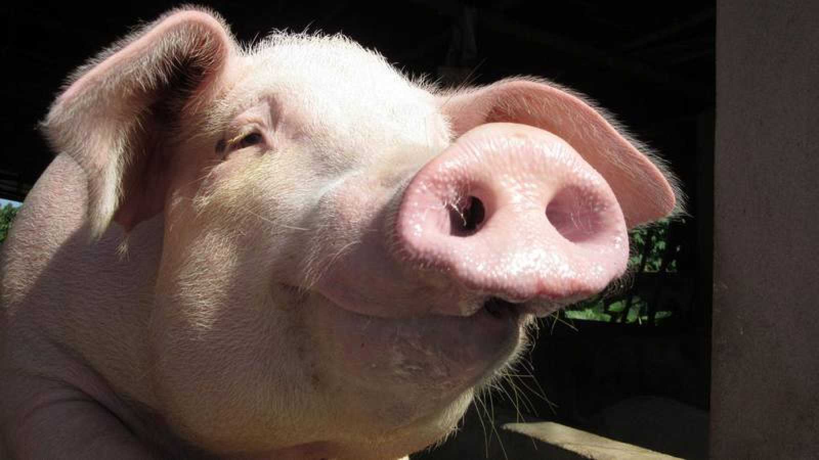 Crisis porcina China costará 1200 millones de euros a España