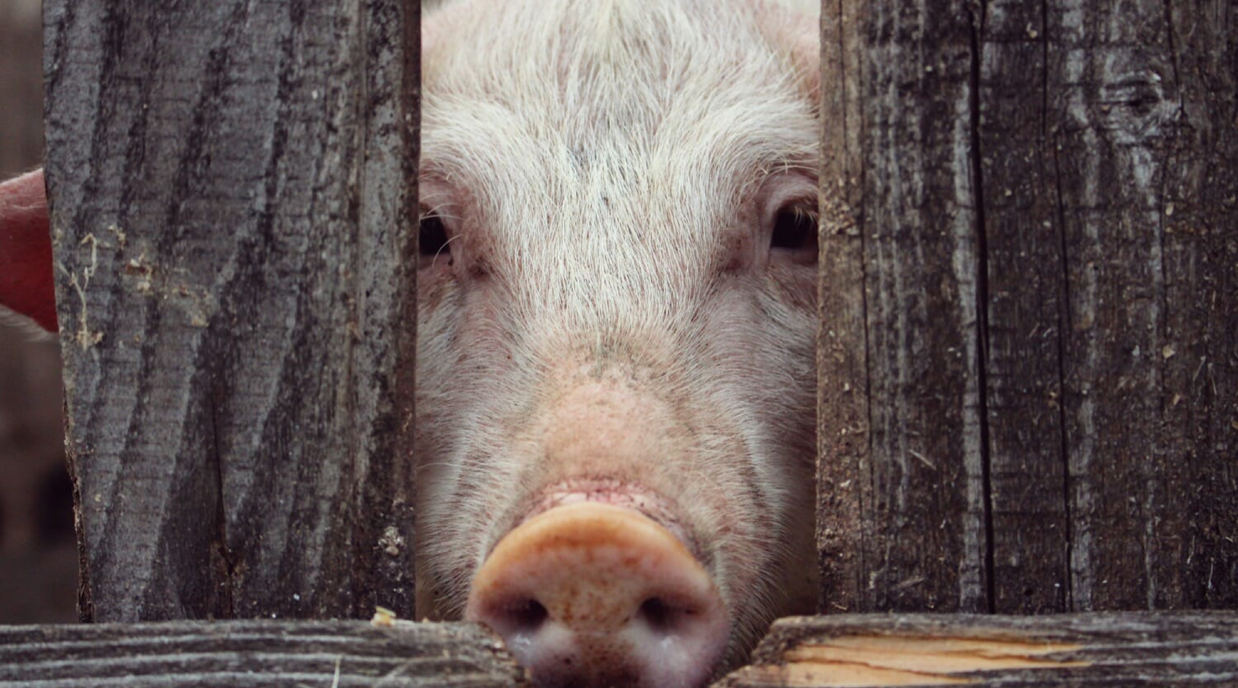 Argentina: se incrementará el potencial exportador de carne porcina
