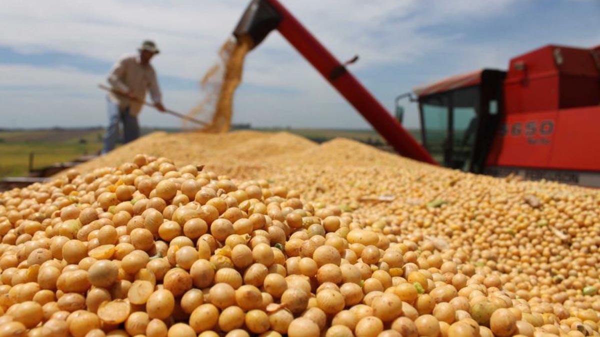 Producción mundial de soya crecerá 13% en la próxima cosecha