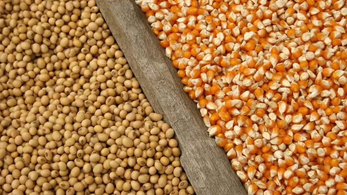 Bolsa: maíz, trigo y soja caen afectados por China, Ucrania y el clima