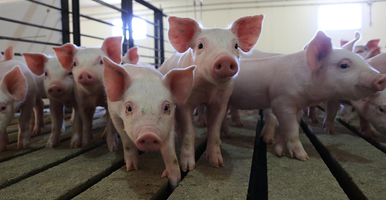 NHF-NPB-Pigs at Wakefield Pork 1540