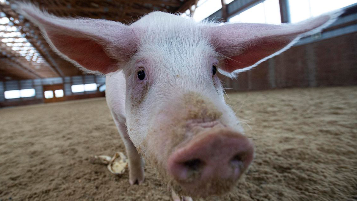 COVID-19: los animales de producción pecuaria no son un vector de contagio al humano