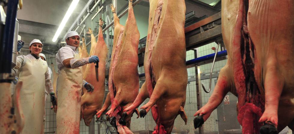 Realizan verificación de condiciones sanitarias a mataderos que abastecen a mercados de Lima