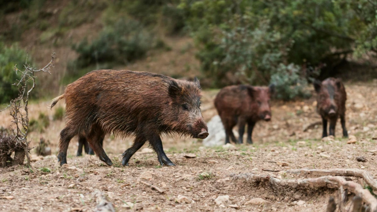 En la UE nuevo estudio aboga por la fragmentación del territorio para frenar la PPA