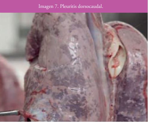 Imagen 7