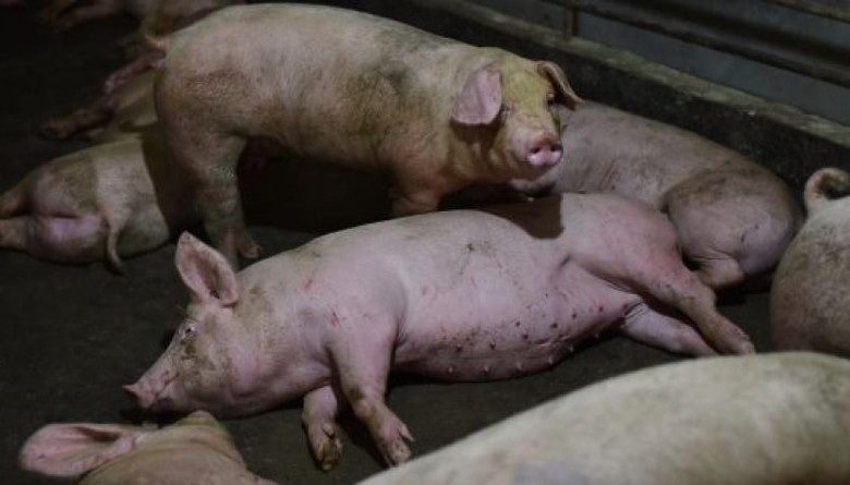 Laos y Bulgaria reportaron nuevos brotes de Peste porcina africana