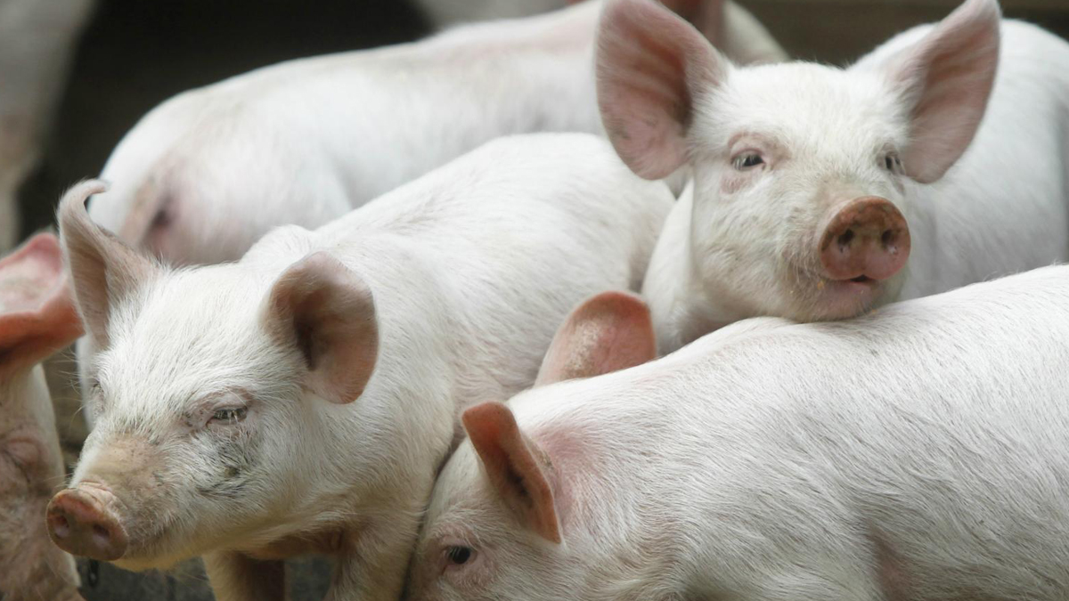 Los Aceites Esenciales (AE) como aditivos alimenticios en los porcinos
