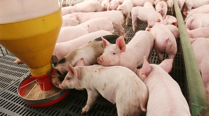 Mayor censo porcino se registra en Estados Unidos