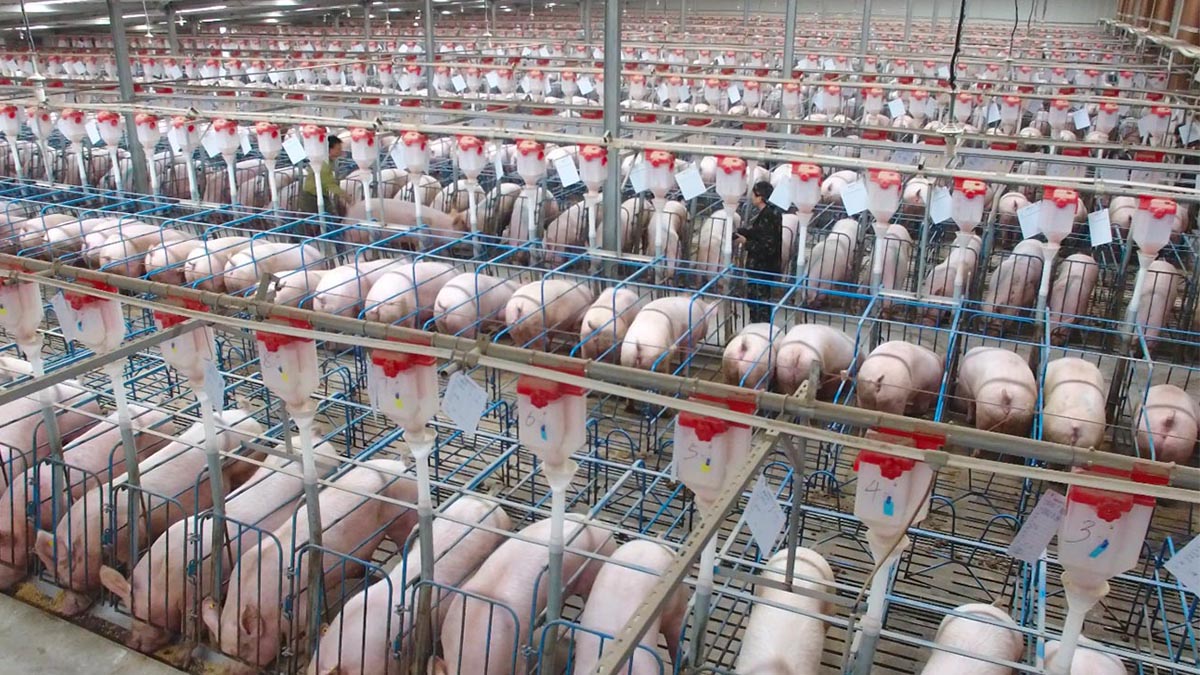 China registró su producción porcina trimestral más alta desde 2017
