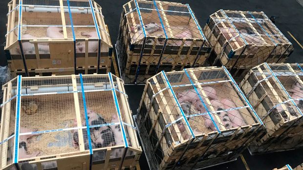 PIC Perú, diseminación genética continua