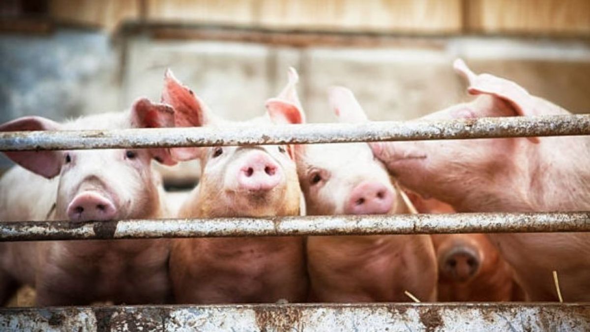 INRA devela falsedades sobre producción de carne