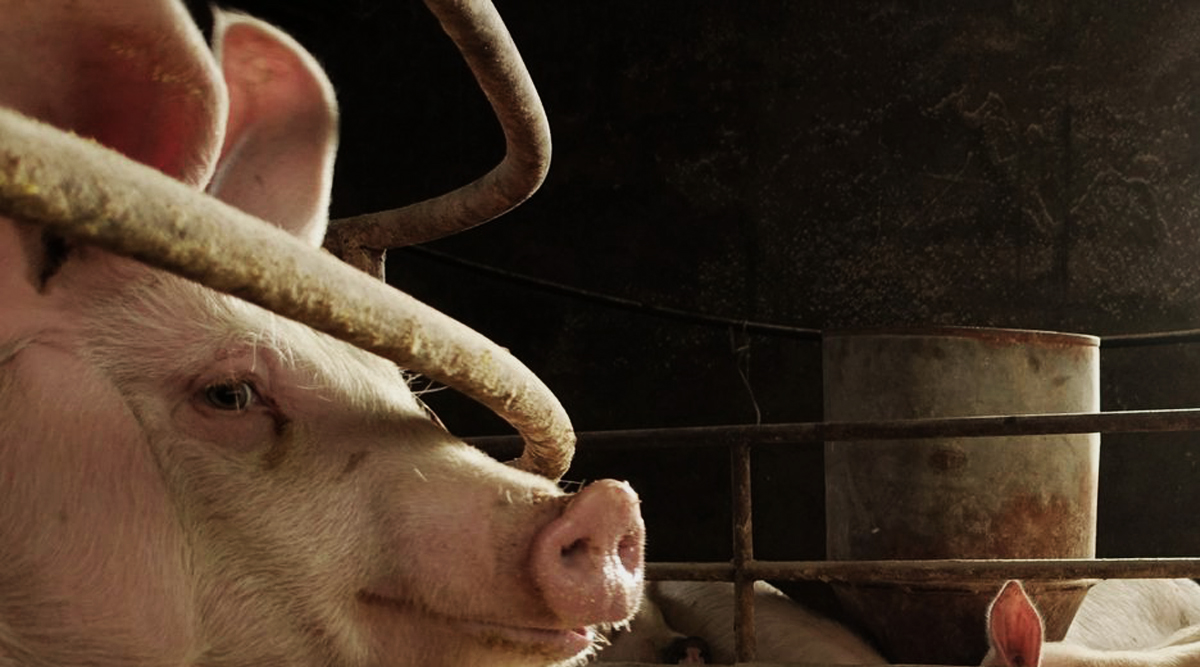 Aumenta el valor de la exportación de la carne de cerdo en Europa