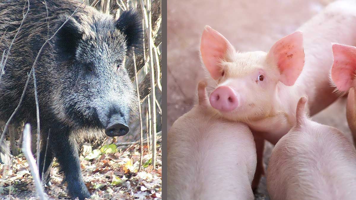 Vacuna rusa contra la PPA se empezaría a usar en jabalíes en 2024