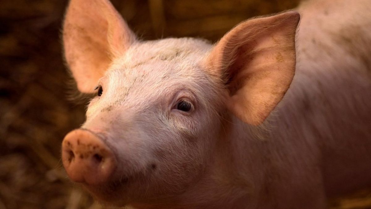 Nicaragua organiza congreso sobre genética y nutrición porcina