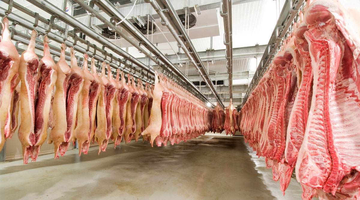 Perú negocia exportación de cerdo a China