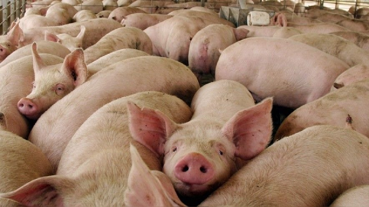 Coronavirus en Perú: caída en precios y producción congelada amenaza la industria porcina