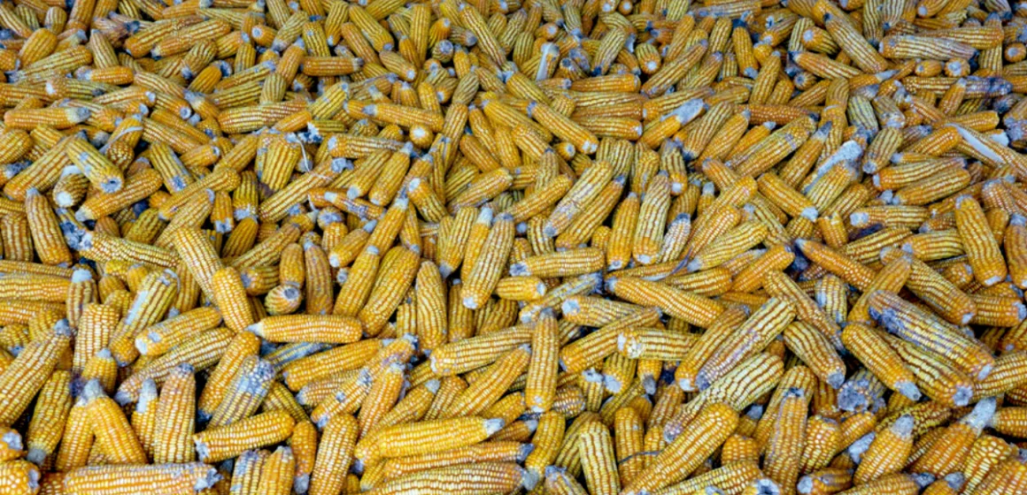 ¿Cuáles son las principales características de un adsorbente de micotoxinas?